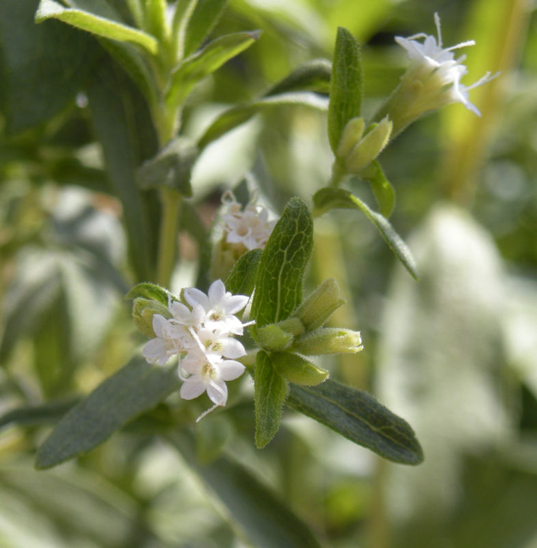 Stevia_rebaudiana_flowers