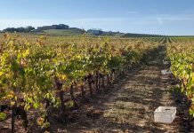 Seis tintos para beber este otoño